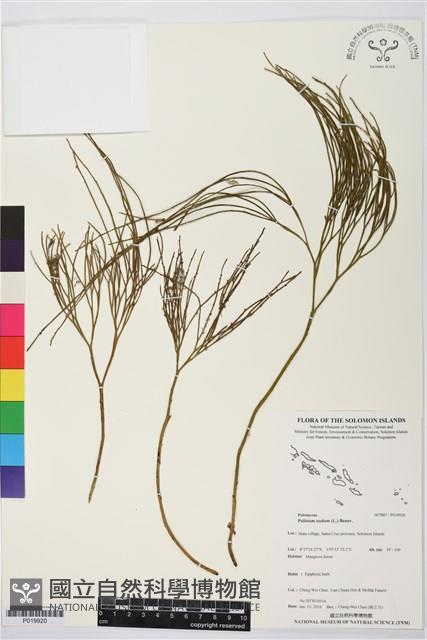 Whisk fern Collection Image