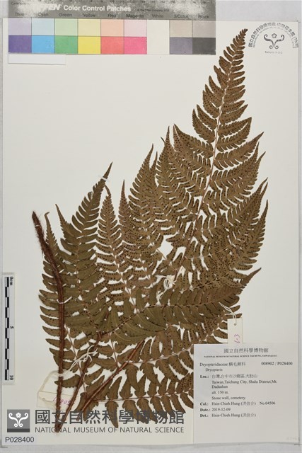 登錄號:P028400藏品圖，第1張