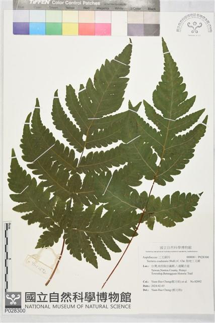 陰地三叉蕨藏品圖，第1張