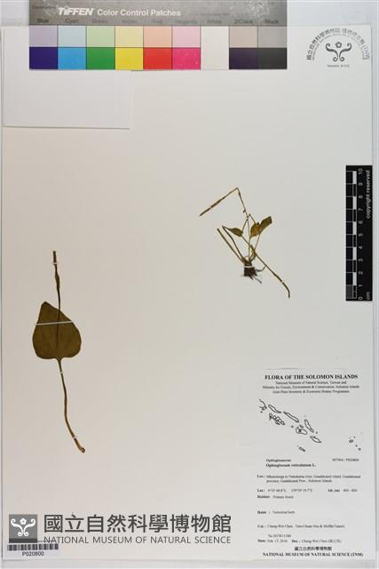 網脈瓶爾小草藏品圖，第1張