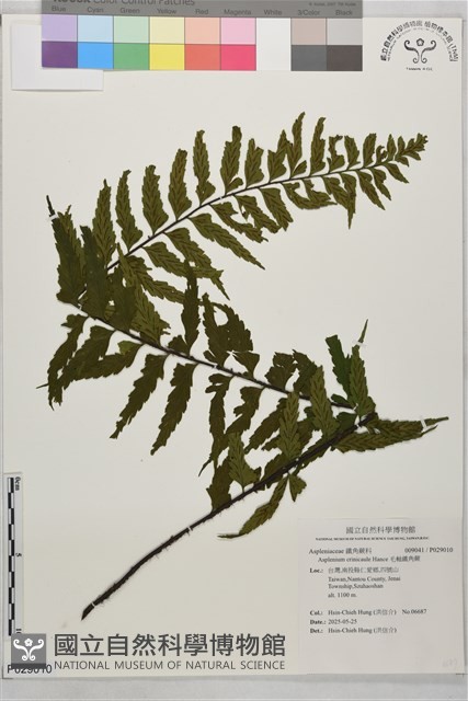毛軸鐵角蕨藏品圖，第1張