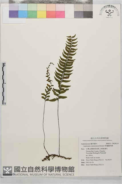 單邊鐵角蕨藏品圖，第1張