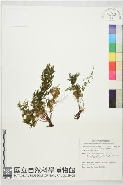 窗格長片蕨藏品圖，第1張