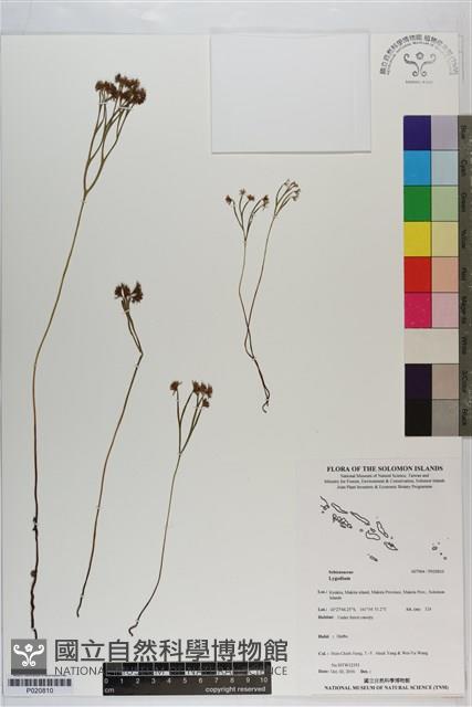 登錄號:P020810藏品圖，第1張