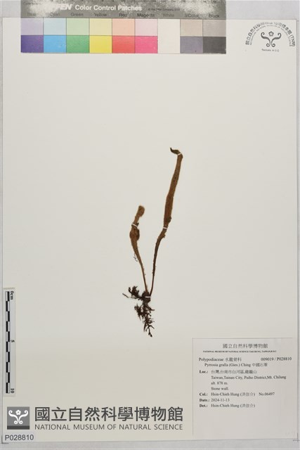 中國石葦藏品圖，第1張