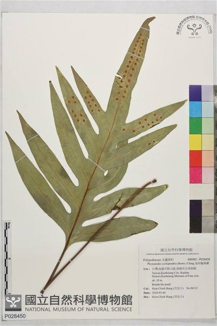 海岸擬茀蕨藏品圖，第1張