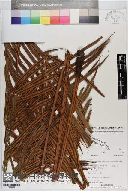 登錄號:P020850藏品圖，第1張