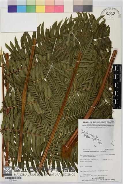 登錄號:P019850藏品圖，第1張