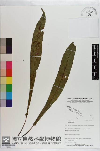 登錄號:P021190藏品圖，第1張