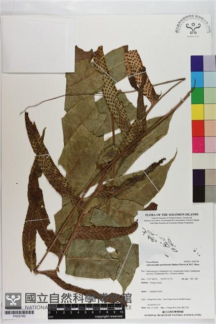 登錄號:P020790藏品圖，第1張