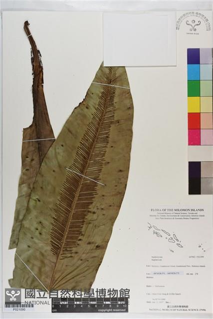 登錄號:P021090藏品圖，第1張