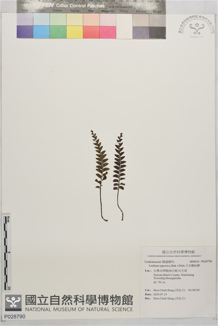 日本鱗始蕨藏品圖，第1張