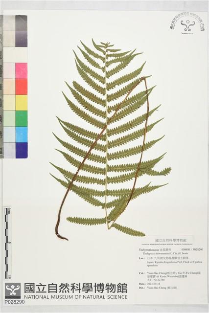 登錄號:P028290藏品圖，第1張