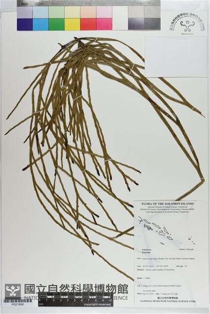 登錄號:P021690藏品圖，第1張