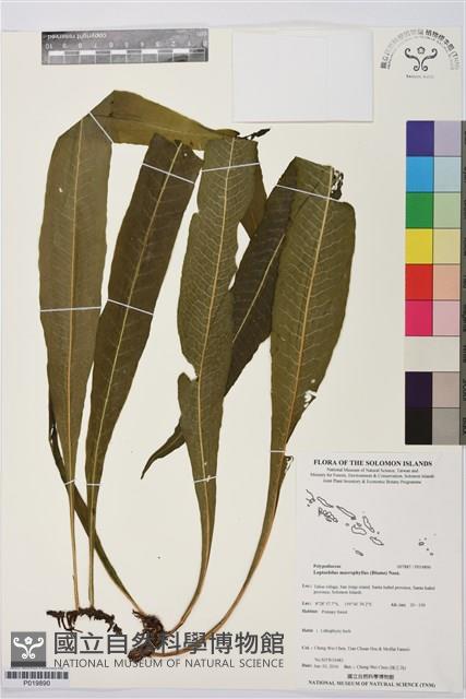 登錄號:P019890藏品圖，第1張