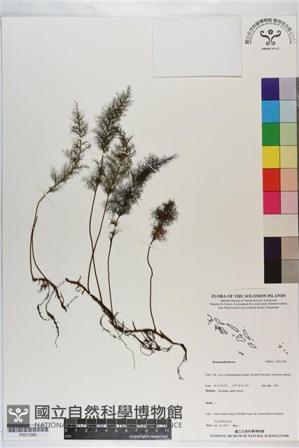 登錄號:P021290藏品圖，第1張