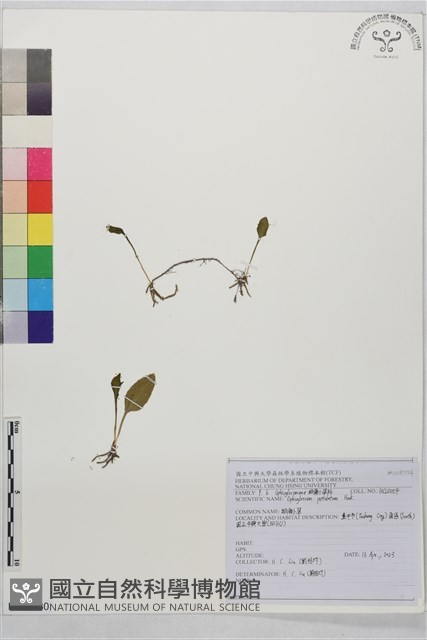 鈍頭瓶爾小草、狹葉瓶爾小草藏品圖，第1張