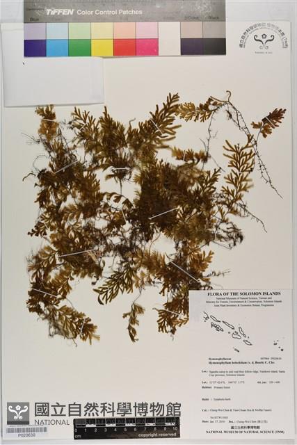 南洋厚壁蕨藏品圖，第1張