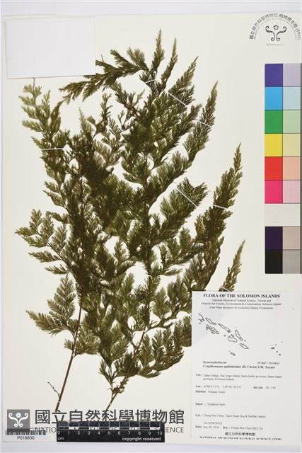 登錄號:P019830藏品圖，第1張