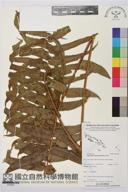 登錄號:P019930藏品圖，第1張