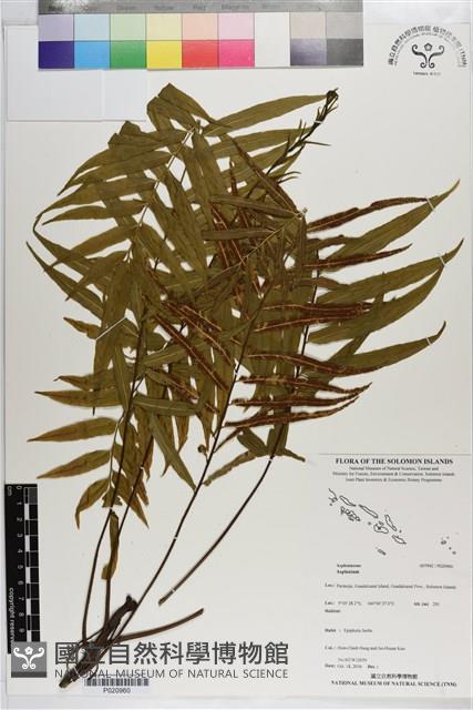 登錄號:P020960藏品圖，第1張