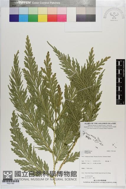 登錄號:P021160藏品圖，第1張