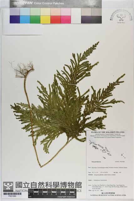 登錄號:P021060藏品圖，第1張