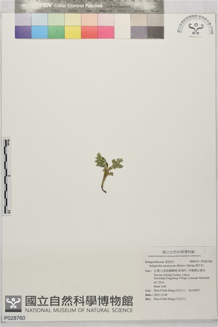 萬年松藏品圖，第1張