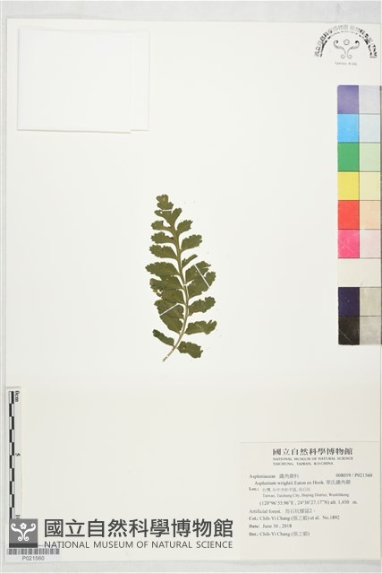 萊氏鐵角蕨藏品圖，第1張
