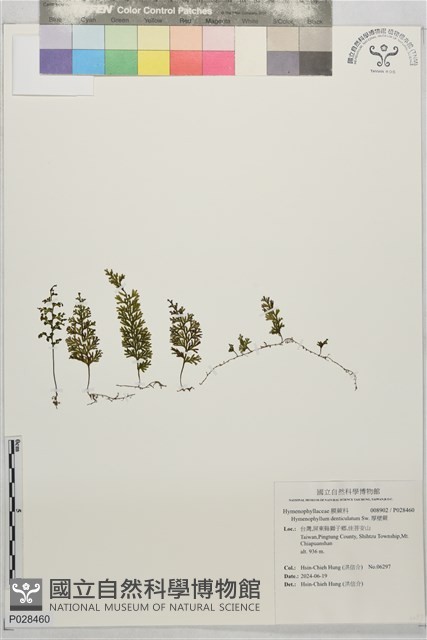厚壁蕨藏品圖，第1張