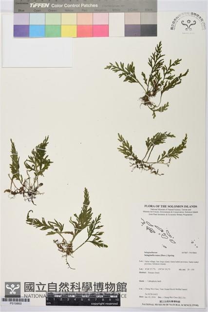 登錄號:P019860藏品圖，第1張