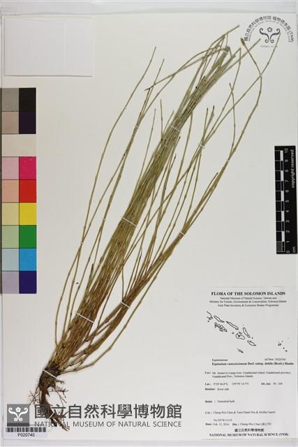 臺灣木賊藏品圖，第1張