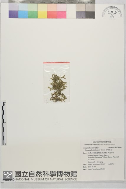 琉球卷柏藏品圖，第1張