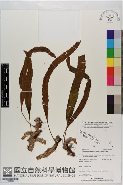 壁虎蟻蕨藏品圖，第1張