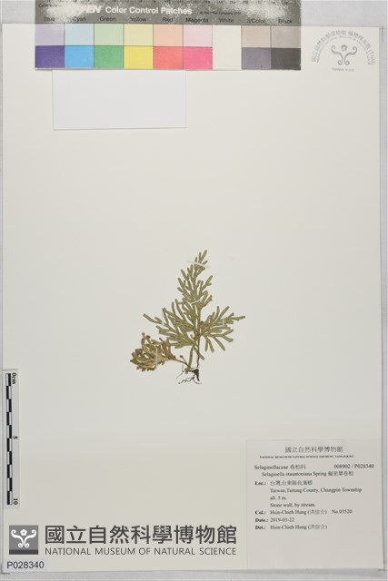 擬密葉卷柏藏品圖，第1張