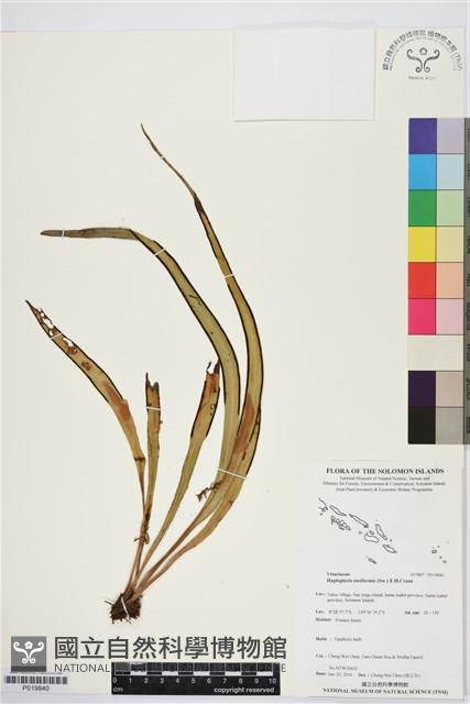 劍葉書帶蕨藏品圖，第1張