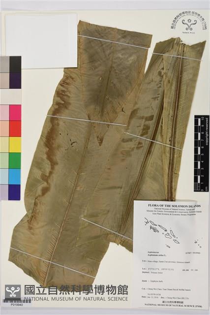 臺灣山蘇花藏品圖，第1張