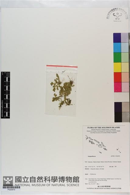 登錄號:P020970藏品圖，第1張