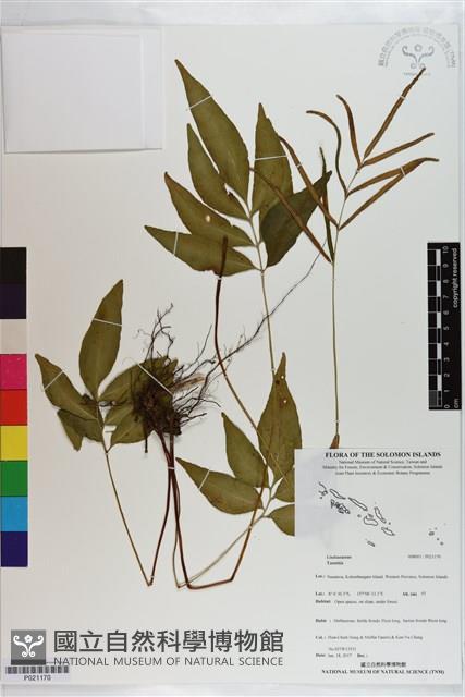 登錄號:P021170藏品圖，第1張