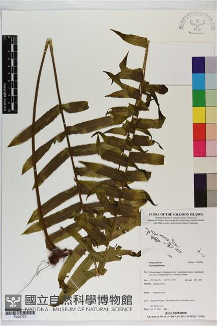 登錄號:P020770藏品圖，第1張