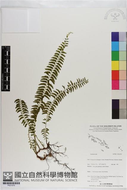 登錄號:P021070藏品圖，第1張