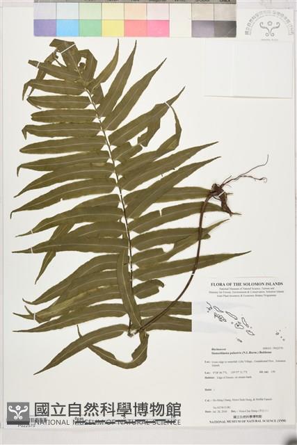 登錄號:P022570藏品圖，第1張