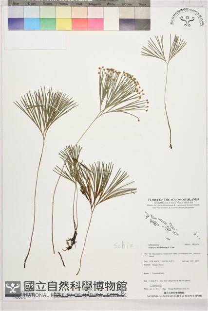 分枝莎草蕨藏品圖，第1張