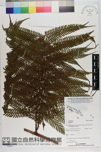 登錄號:P020670藏品圖，第1張