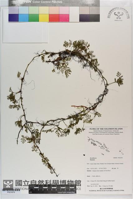 登錄號:P021670藏品圖，第1張