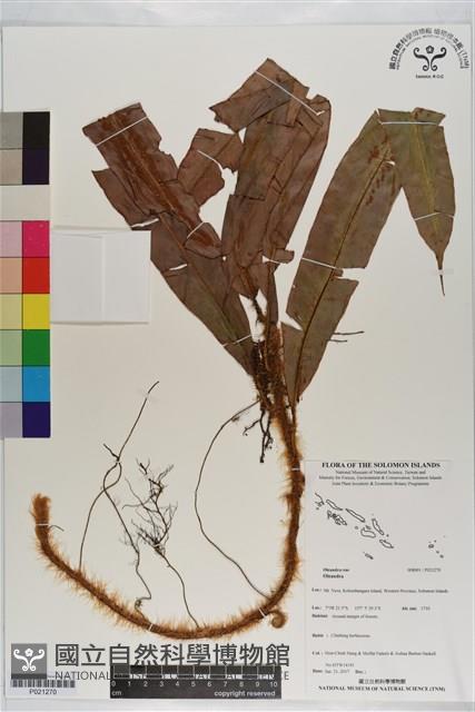 登錄號:P021270藏品圖，第1張