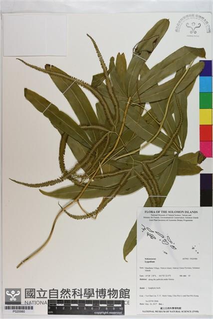 登錄號:P020980藏品圖，第1張