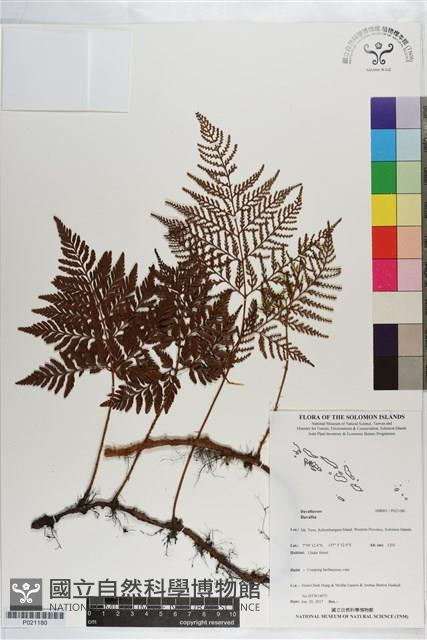 Accession Number:P021180 Collection Image