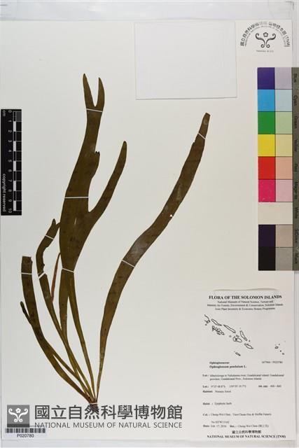 帶狀瓶爾小草藏品圖，第1張