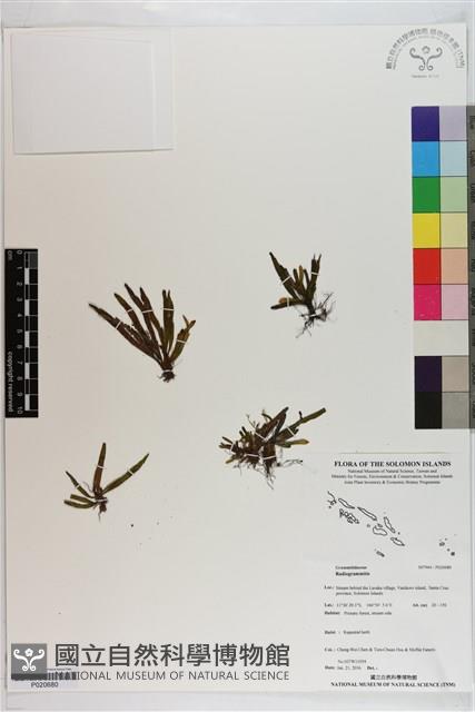 登錄號:P020680藏品圖，第1張